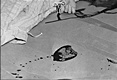 The body of Herb Clutter in the basement of the Clutter home. He had been hanged from an overhead pipe, his throat was slit and he was then shot. After the murder, his body was placed on a mattress on the floor.<BR><BR>A boot print left on the floor beside the body would later be matched to boots owned by Perry Smith.